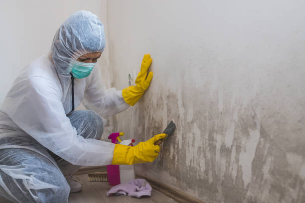 Best Industrial Mold Remediation in Chadron, NE